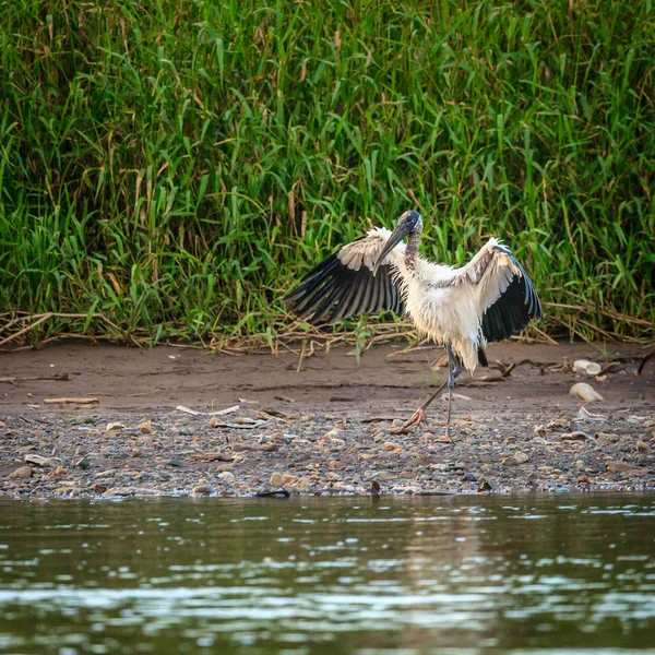 Kosta Rika ahşap Stork — Stok fotoğraf