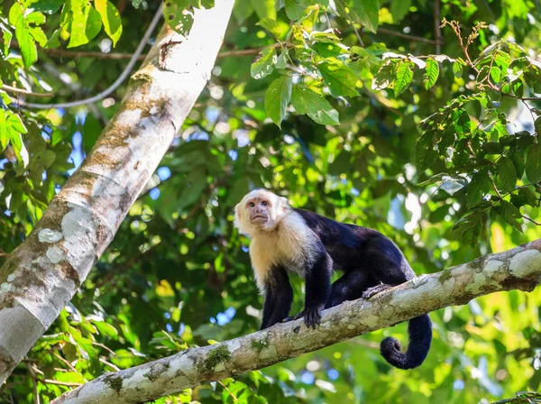 Capuchin monkey in Costa Rica — Stock Photo, Image