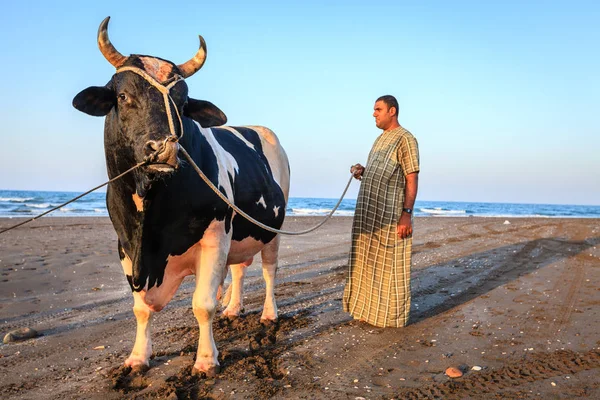 Sohar Oman Maj 2016 Lokal Man Med Sin Tjur Strand — Stockfoto