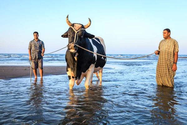 Sohar Oman Maj 2016 Lokala Män Badar Tjur Strand Sohar — Stockfoto