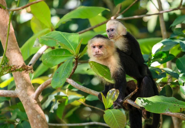 Capuchin aap moeder met baby — Stockfoto