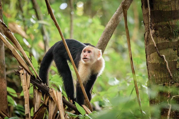 Capuchin monkey in Costa Rica — Stock Photo, Image