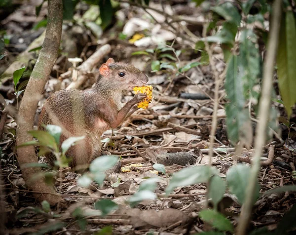 Agouti nella foresta costaricana — Foto Stock