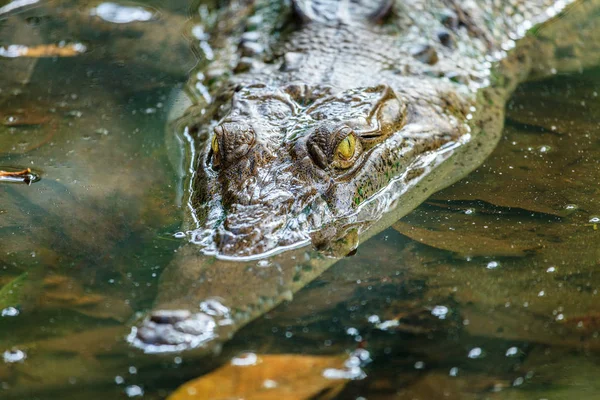 哥斯达黎加泻湖中的鳄鱼 — 图库照片