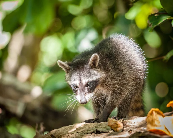 Bambino procione in natura — Foto Stock