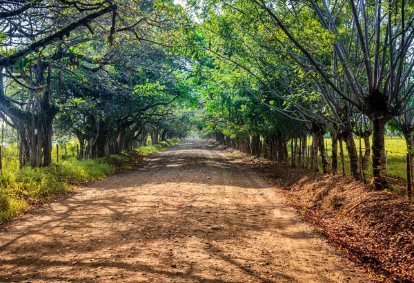 Road in Corcovado, Costa Rica — Stockfoto
