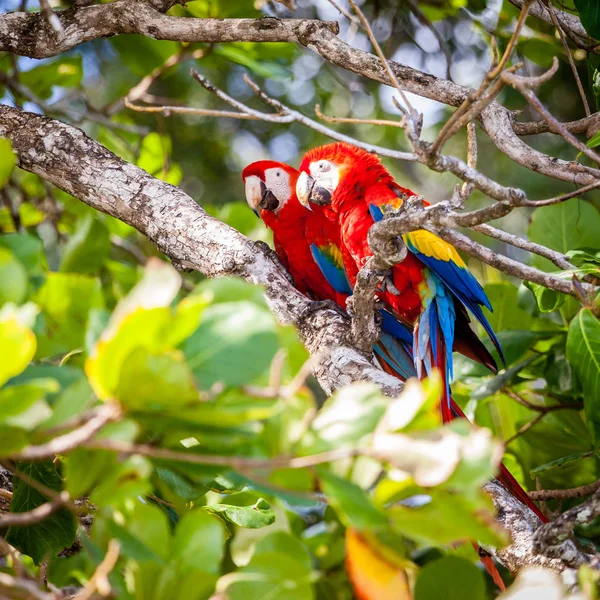 Šarlatové papoušci v Costa Rican lese — Stock fotografie