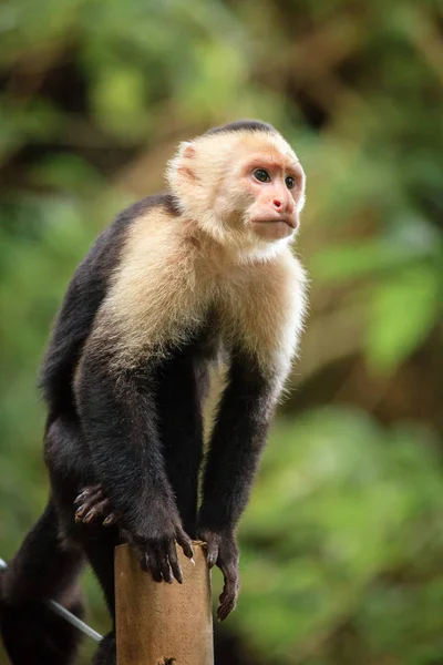 Mono capuchino en Costa Rica — Foto de Stock