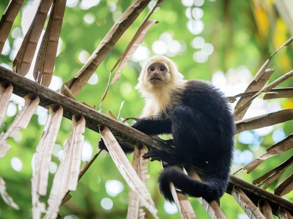 Mono capuchino en Costa Rica — Foto de Stock