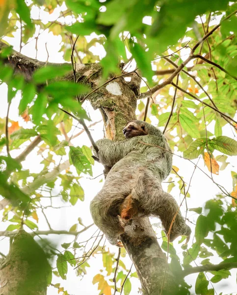 Bradipo dalla gola marrone in Costa Rica — Foto Stock