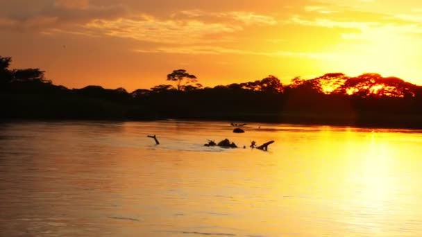 Puesta Sol Sobre Río Tarcoles Costa Rica — Vídeo de stock