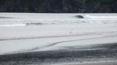 Kosta Rika 'daki Santa Rosa Ulusal Parkı' nda sörf yapan beyaz balıkçıl.