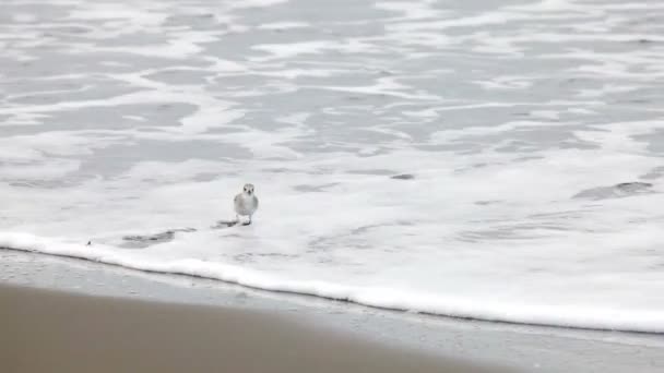 Wasserläufer Strand — Stockvideo