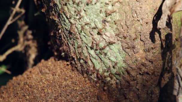 Imagens Close Cupins Tronco Árvore Floresta Tropical Costa Rica — Vídeo de Stock
