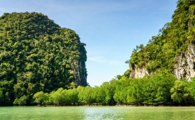 Mangrovlar Koh Hong adasındaki gizli gölde, Krabi, Tayland