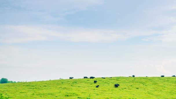 Images Accéléré Vaches Déplaçant Sur Une Colline Dans Une Ferme — Video