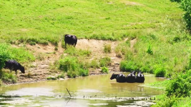 Αγελάδες Που Δροσίζονται Στο Νερό Μια Φάρμα Στο Σέντραλ Κεντάκι — Αρχείο Βίντεο