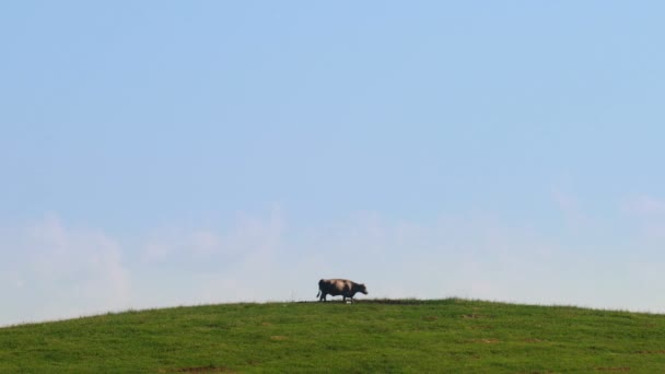 Eine Einsame Kuh Läuft Auf Einem Hügel Auf Einem Bauernhof — Stockvideo