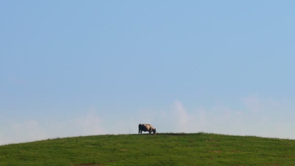 Een Eenzame Koe Graast Een Heuvel Een Boerderij Centraal Kentucky — Stockvideo