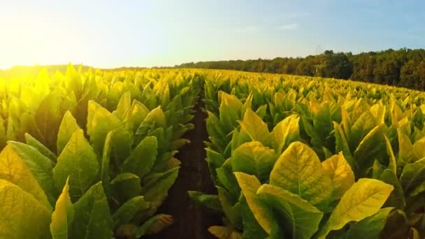 Marcher Dans Champ Tabac Dans Kentucky Central Coucher Soleil — Video