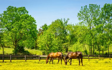 Kentucky 'nin merkezinde çiçeklerle kaplı otlayan atlar.