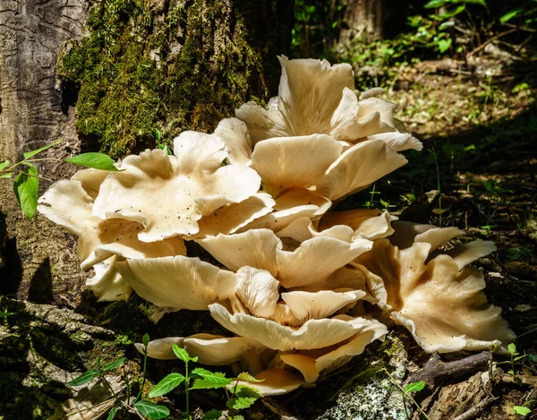 Close Image Wood Fungi Polyporales Forest Central Kentucky — Stock Photo, Image