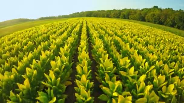 Flying Tobacco Field Central Kentucky Sunset — Stock Video
