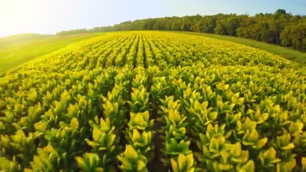 Flying Tobacco Field Central Kentucky Sunset — Stock Video