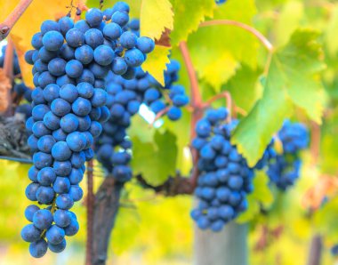 Tuscany, İtalya 'da bir üzüm bağında asma üzümlü mavi üzüm kümelerinin yakın plan görüntüsü