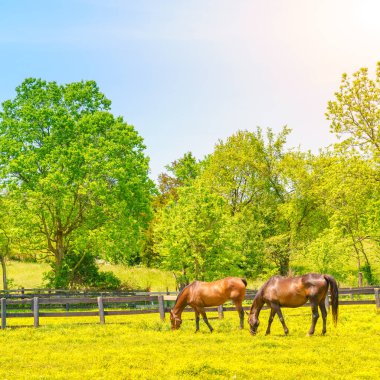 Kentucky 'nin merkezinde çiçeklerle kaplı otlayan atlar.