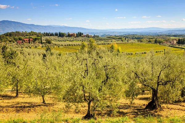 Paisagem Pitoresca Campo Toscana Com Oliveiras Primeiro Plano — Fotografia de Stock