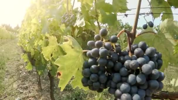 Går Längs Rader Blå Vinrankor Vingård Toscana Italien — Stockvideo