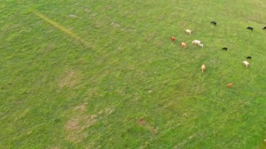 Kentucky 'deki bir çiftlikteki inek sürüsünün hava manzarası.