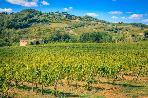 Filas Uvas Vendimiadas Viñedo Toscana Italia — Foto de Stock