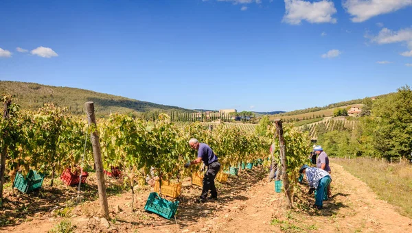 Toscane Italië September 2015 Boeren Oogsten Druiven Voor Wijnbereiding Een — Stockfoto