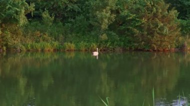 Yalnız kuğu yazın Kentucky 'nin merkezinde bir gölde yüzüyor.
