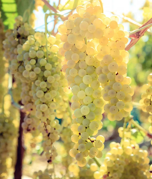 Tuscany Talya Bir Üzüm Bağındaki Beyaz Üzümlerin Yakın Plan Görüntüsü — Stok fotoğraf