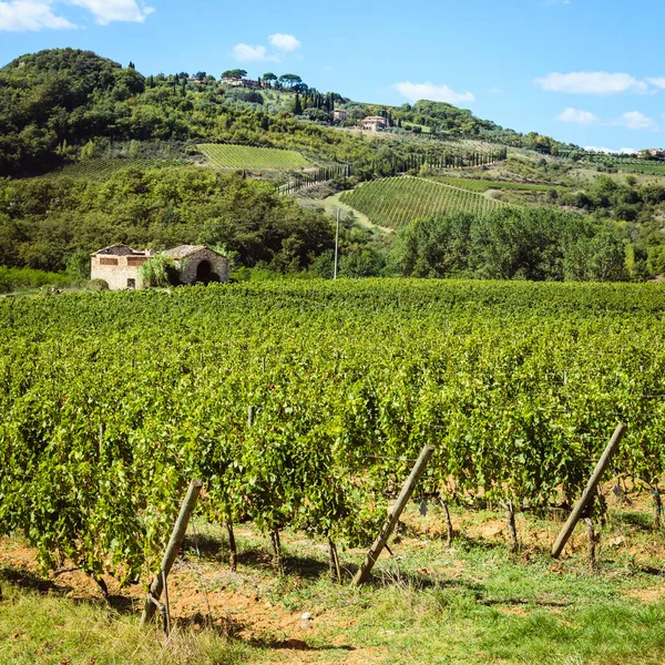 Fileiras Videiras Vindimadas Numa Vinha Toscana Itália — Fotografia de Stock