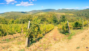 İtalya, Toskana 'da bir üzüm bağında toplanmış üzüm bağları.
