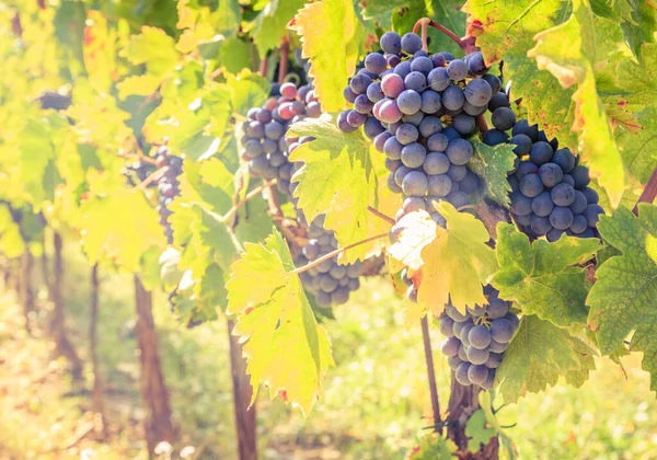 意大利托斯卡纳葡萄园中的葡萄丛生蓝葡萄的特写图像 — 图库照片