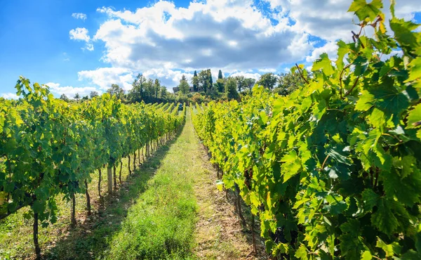 Reihenweise Geerntete Weinreben Einem Weinberg Der Toskana Italien — Stockfoto