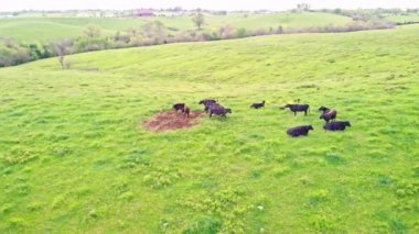 Kentucky 'deki bir çiftlikteki inek sürüsünün hava manzarası.