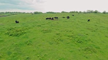 Kentucky 'deki bir çiftlikteki inek sürüsünün hava manzarası.