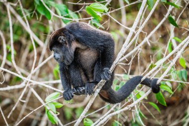 Merkez Panama 'nın yağmur ormanlarında Mantolu uluyan maymun