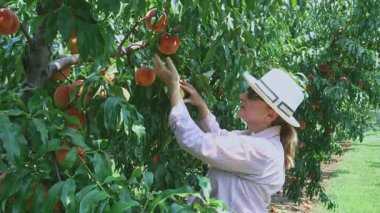 Kadın Central Kentucky 'deki bir meyve bahçesinde şeftali topluyor.