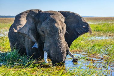 Botswana 'daki Chobe Nehri' nde Afrika fili otluyor.