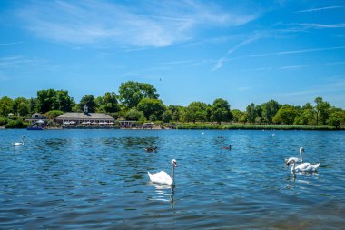 Kuğu Gölü hyde park, Londra, İngiltere'de peyzaj
