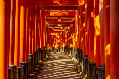Torii yolu Fushimi Inari-taisha, kyoto, Japonya