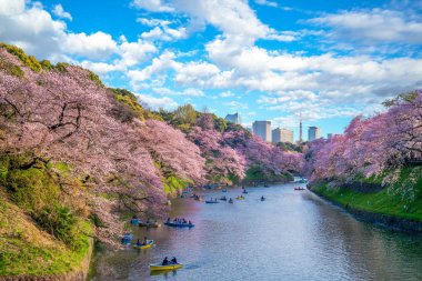 cherry blossom at chidori ga fuchi, tokyo, japan clipart