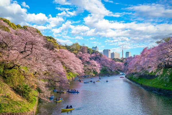 Flor Cerezo Chidori Fuchi Tokyo Japón — Foto de Stock